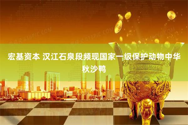 宏基资本 汉江石泉段频现国家一级保护动物中华秋沙鸭